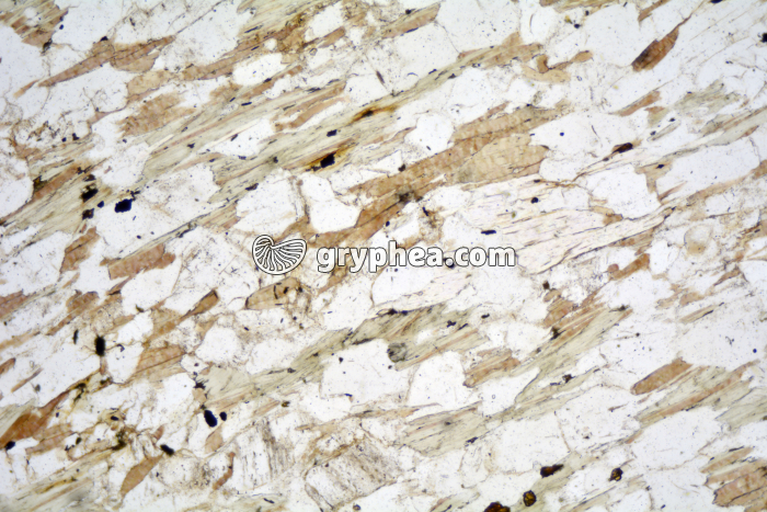 Micaschiste à sillimanite LPNA x25 - gryphea.com